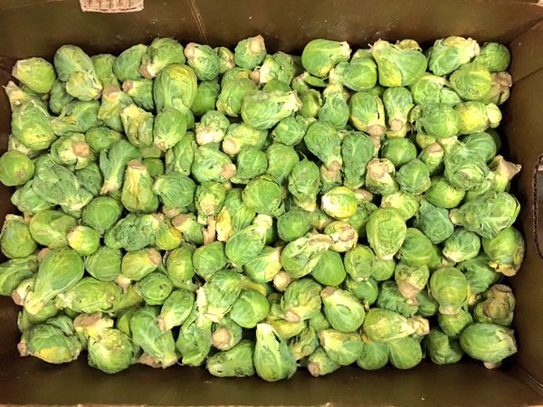 Sprouts_Feedmore